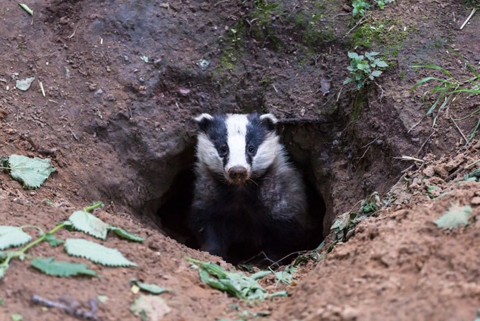 badger