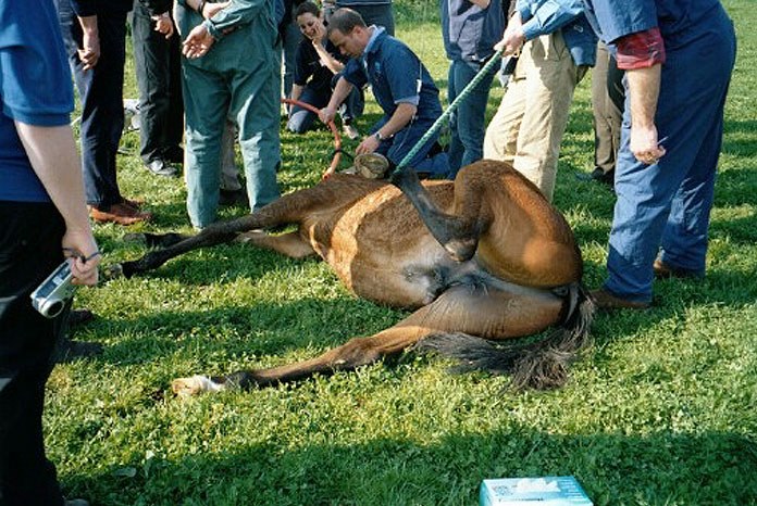 BEVA has announced the launch of CPD courses designed to help equine and mixed vets get back into equine practice after a break from clinical work.