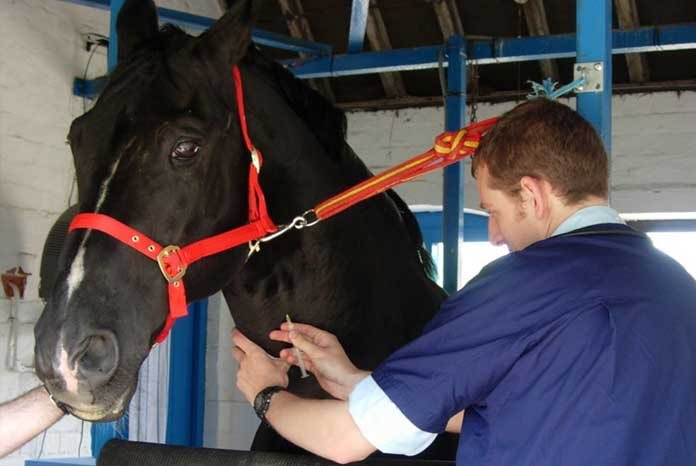 The BEVA has revamped its online medicines guidance resource to help members to negotiate the intricacies of prescribing equine medicines and to use the Cascade accurately.