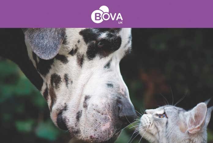 Bova UK has launched a range of pharmaceutical specials for the small animal market.