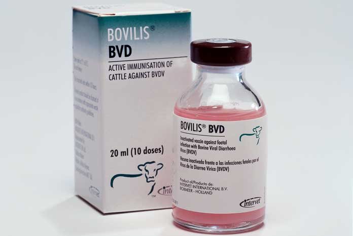 MSD Animal Health has announced that its Bovilis BVD vaccine has a new registered product claim to provide immunity for 12 months.