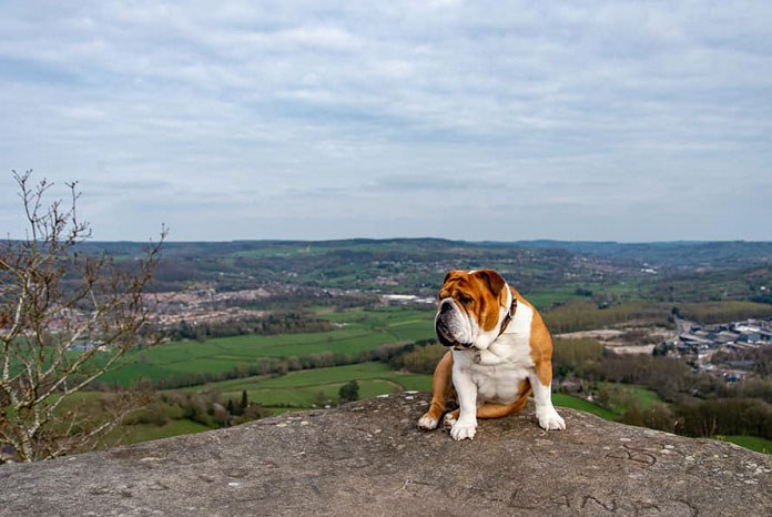 The Royal Veterinary College has published the results of the largest ever study of British bulldogs treated in first opinion veterinary practices