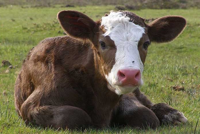 The BVA and the BCVA have launched a joint position paper which states that calves should be routinely provided with appropriate analgesia alongside local anaesthesia to effectively manage pain during necessary veterinary and husbandry procedures.