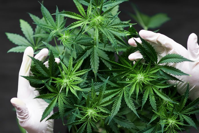 The Veterinary Medicines Directorate (VMD) has announced that treatments for animals which contain cannabidiol are classed as veterinary medicines
