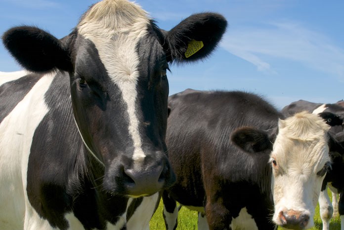 A group of seven European experts in bovine mastitis have issued a statement recommending that all cows on all farms should have an internal teat sealant administered at drying off. Shutterstock