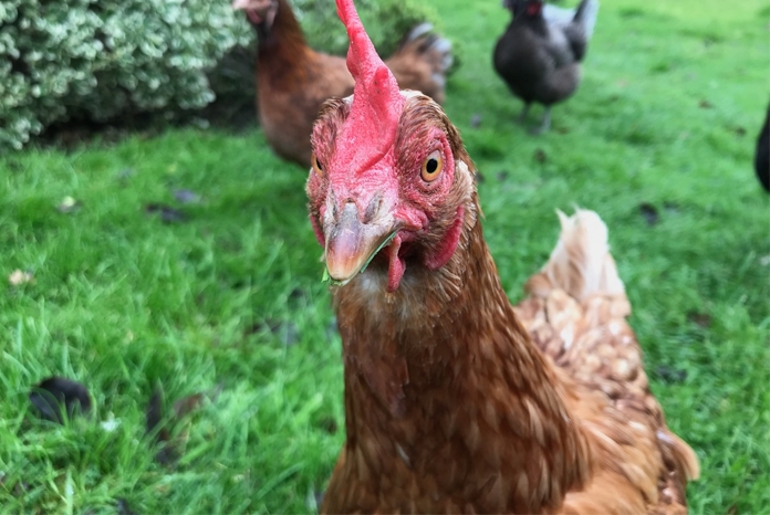 With Defra urging poultry owners to prepare for the increased risk of avian influenza over the winter months, the BSAVA has put together a Q&A so that veterinary professionals can offer the best advice to backyard poultry keepers.