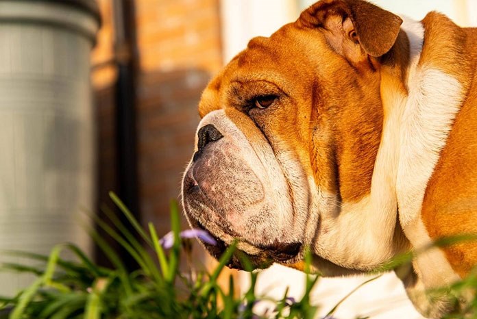 The RVC has published the results of a new study which shows that the owners of short-muzzled or brachycephalic dogs are either unaware of the suffering of these breeds, or deluding themselves.