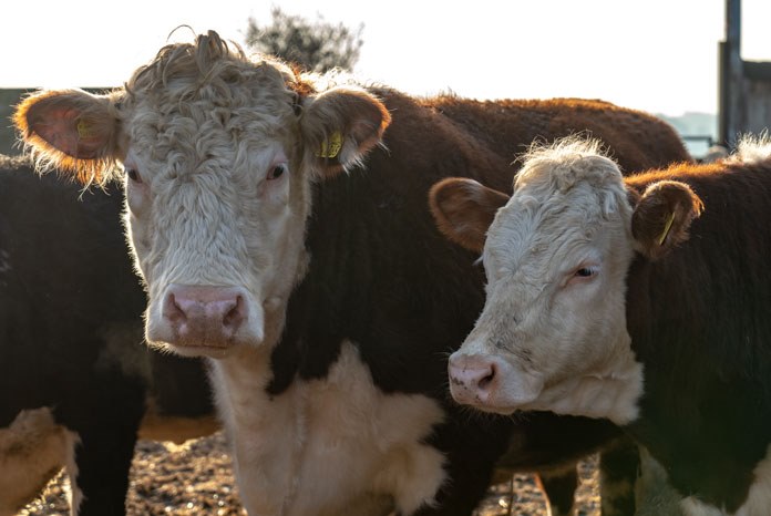 Boehringer Ingelheim has published the results of the fourth National BVD Survey, finding that 47% of farmers across the UK say that veterinary advice was the main reason for their decision to vaccinate. 