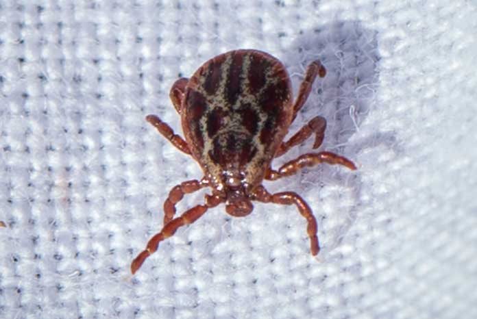 MSD Animal Health is highlighting a new case of Babesiosis in a non-travelling dog confirmed by Atilla Csaka MRCVS from Walton Lodge Veterinary Group in Ware, Hertfordshire.