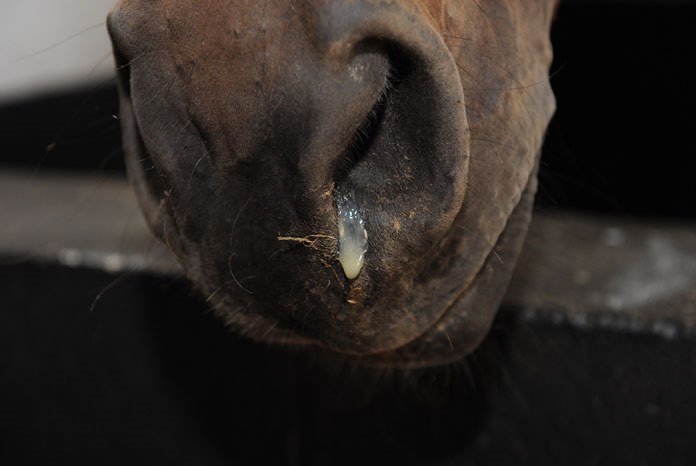 In the light of concerns caused by the recent flu outbreak, Zoetis is urging equine vets to participate in a new survey about Equine Herpes Virus (EHV).