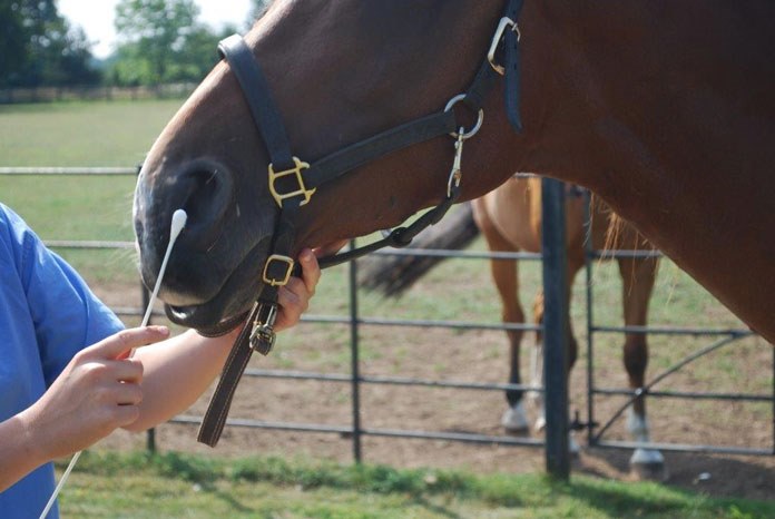 The Fédération Equestre Internationale (FEI) has announced that it supports the recommendation of its scientific partner the World Organisation for Animal Health (OEI) that equine influenza vaccinations include both Florida Clade 1 and 2 strains.