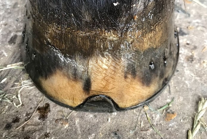 New study sheds light on equine hoof abnormalities