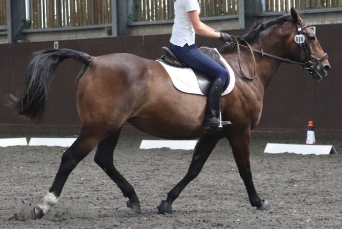 A new study published in Equine Veterinary Education1 has confirmed that if veterinary surgeons are trained to use a Ridden-Horse-Ethogram they are better able to recognise pain-related behaviour in horses, which may reflect lameness or back or sacroiliac pain.