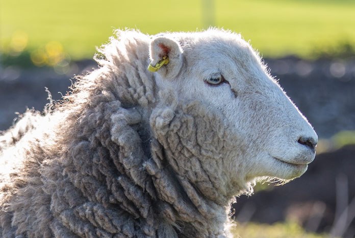 Ceva Animal Health, supplier of the Cevac Chlamydia vaccine, is supporting a new campaign to raise awareness of Enzootic Abortion of Ewes (EAE) and drive farmers to their vet to vaccinate before tupping to prevent unnecessary lamb losses and the inappropriate use of antibiotics.