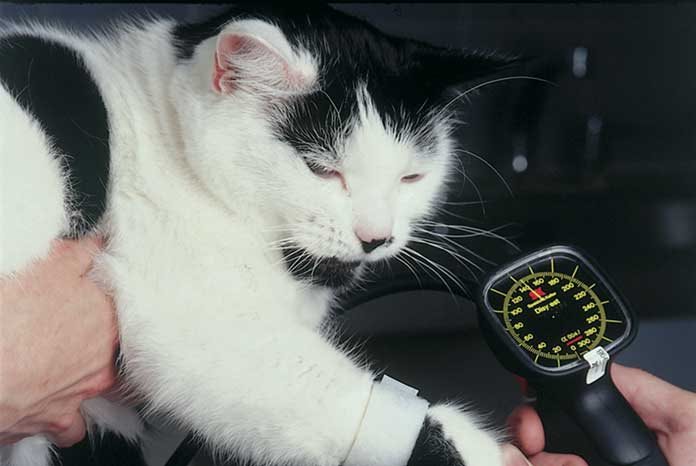 Ceva Animal Health is urging vets to take cats' blood pressure
