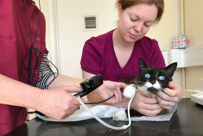 Ceva Animal Health, maker of Amodip, has announced that it will be running Feline Hypertension Month in May to raise awareness of hypertension and improve the detection and management of high blood pressure in cats.