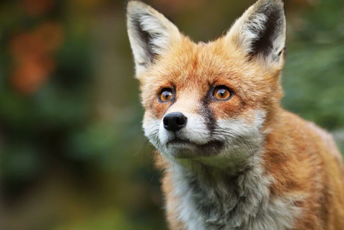 85% of British adults are unaware that foxes are a carrier of Angiostrongylus vasorum