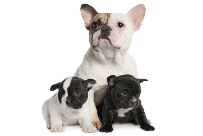 New research conducted by the Royal Veterinary College (RVC), which shows that French bulldog bitches are 15.9 times more likely to suffer from difficult births (dystocia) than crossbred bitches, has been published in the Veterinary Record today. 