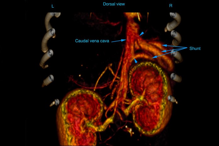 double intra-hepatic shunt in an 18-month-old Jack Russell Terrier