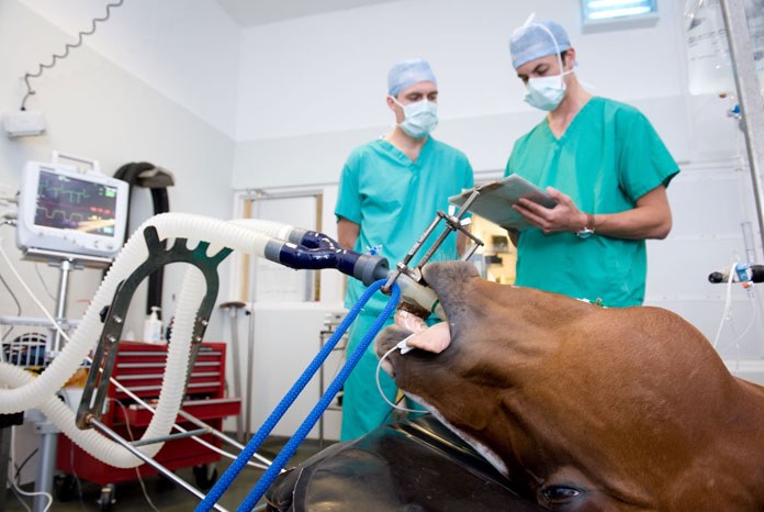 The BEVA, the BSAVA and The Association of Veterinary Anaesthetists (AVA) say that working with the Veterinary Medicines Directorate, they've found a solution to the isoflurane shortage.