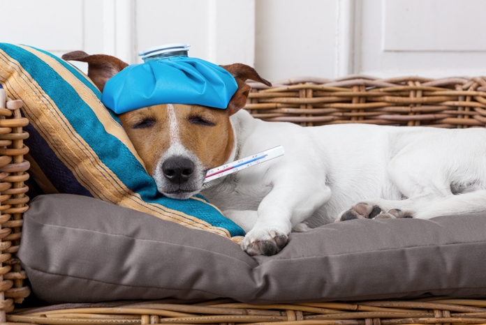 The BVA has published new results from its Voice of the Veterinary Profession survey which found that 63% of veterinary surgeons worked when they didn’t feel well enough in the last year, something which the Association warns could have a longer-term impact on vets' wellbeing.