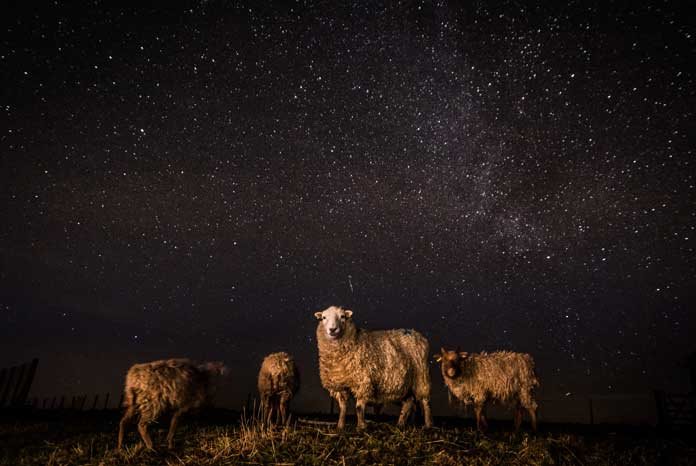 native North Ronaldsey and Dartmoor sheep grazing under the Milky Way in Northumberland by Jen Rowland