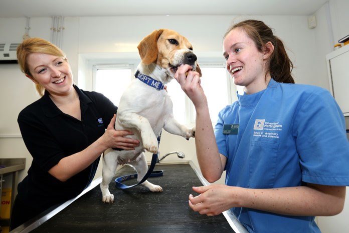 Final-year students at the University of Nottingham School of Veterinary Medicine and Science are now getting hands-on experience of the challenges and rewards of shelter medicine, thanks to a new partnership with the RSPCA Radcliffe Animal Centre.