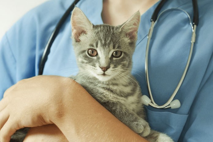 A group of feline welfare charities are asking veterinary surgeons to take part in a survey to help them better understand neutering practices in the UK.