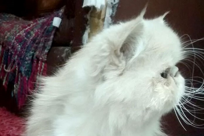 New research by the Royal Veterinary College in collaboration with the University of Edinburgh has found that almost two thirds of Persian cats suffer from at least one health condition.