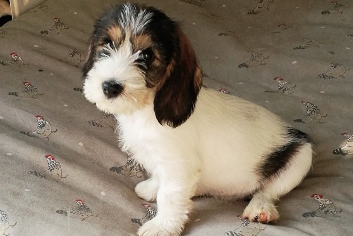 The Animal Health Trust reports that a DNA test it developed in 2015 for primary open angle glaucoma (POAG), a painful condition which eventually leads to blindness in the Petit Basset Griffon Vendeen