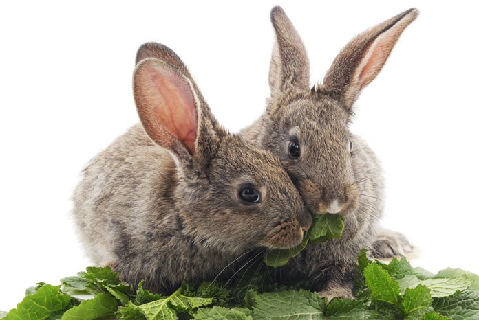 Burgess Pet Care, the organisers of Rabbit Awareness Week (RAW), is thanking veterinary surgeons for their help in making this year's campaign the most successful in its 13 year history.