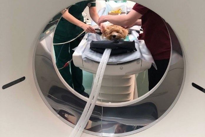The Royal Veterinary College has announced the installation of what it describes as one of the most advanced CT scanners in any veterinary facility, anywhere in the world.