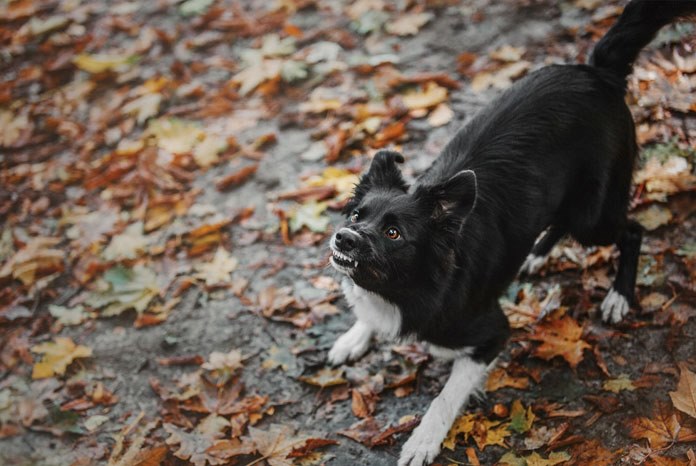 The Royal Veterinary College has published the results of a new study1 which show that dogs with undesirable behaviours, such as aggression, running away, fighting, over-excitability or barking, are more likely to die at a younger age. 