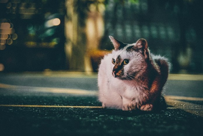 New research from the RVC has revealed that young, male, crossbred cats are at greater risk of being hit by a car