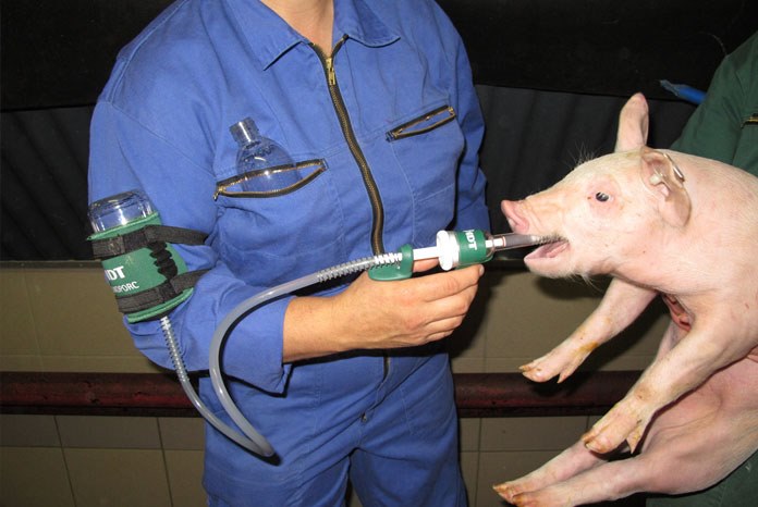 Ceva Animal Health has announced it will launch Salmoporc, a live attenuated vaccine against Salmonella typhimurium in pigs