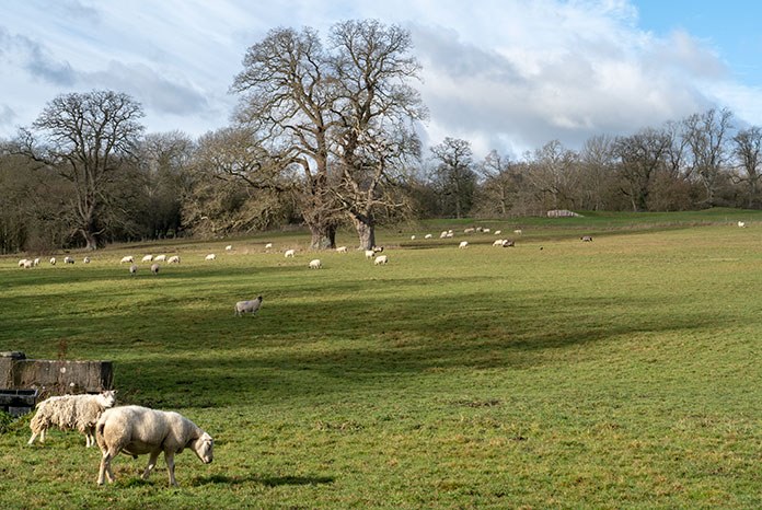 Better parasite control needed after worms in sheep found to increase methane output by 33%