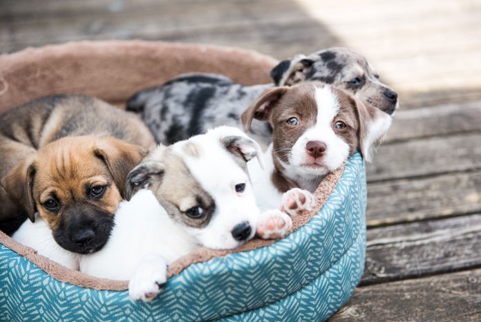 The Government has announced that it is developing new proposals to crack down on puppies being reared in unhealthy circumstances by unscrupulous breeders who have a total disregard for their welfare. 