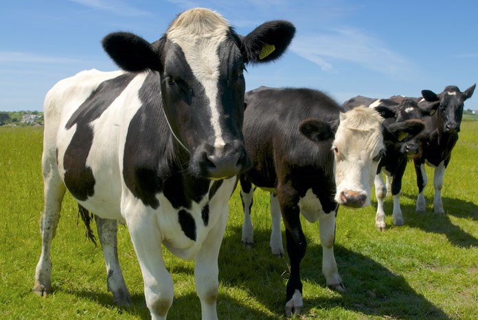 The British Veterinary Association has responded to a study by Downs et al assessing the effects from four years of badger culling in England on the incidence of bovine tuberculosis (bTB) in cattle.