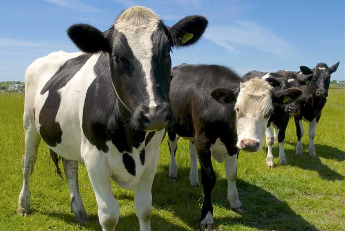 Following last week's news from Defra that sales of antibiotics for food-producing animals in the UK have dropped by 27%, comfortably beating the government target of 50mg/kg which was set following the 2016 O’Neill Review on Antimicrobial Resistance, targets for further reducing, refining or replacing antibiotic use across the key livestock sectors have been announced by Responsible Use of Medicines in Agriculture (RUMA) Alliance 'Targets Task Force'.