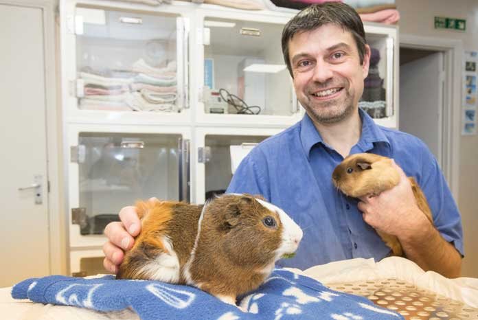 guinea pig veterinary care