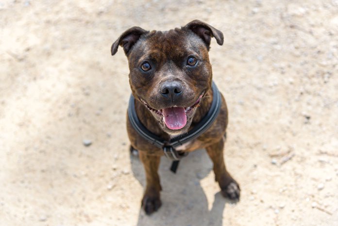 Direct Line Pet Insurance has revealed that there were 1,909 reports of stolen dogs in 2017, with the Staffordshire Bull Terrier holding onto the dubious accolade of being 'Britain's most stolen'.
