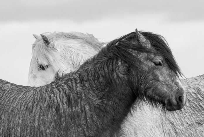 Ponies by Stephen Ashman MRCVS