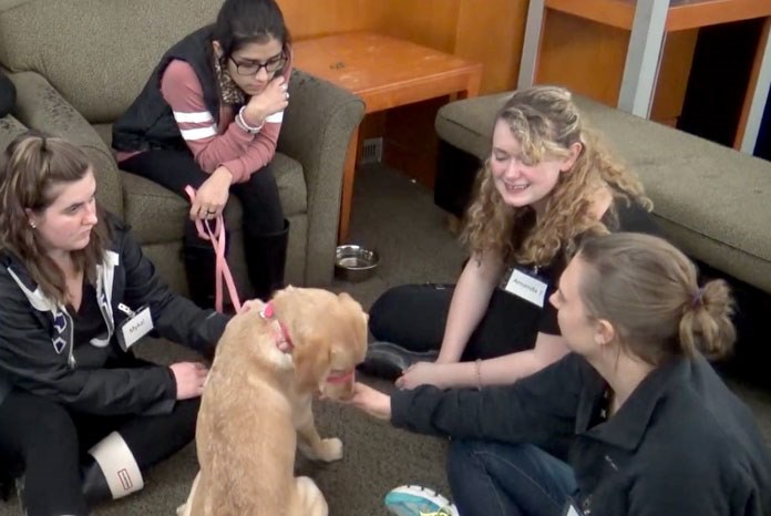 therapy dogs can improve the executive function and cognitive ability of university students at risk of academic stress and failure