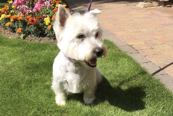 white highlander dog