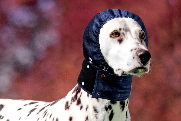 J.A.K offers new alternative to Elizabethan collars VetSurgeon News VetSurgeon VetSurgeon