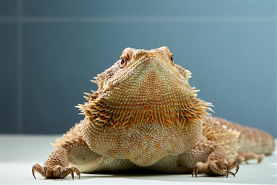 New BSAVA client info leaflets on reptiles