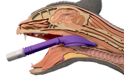 New v-gel advanced supraglottic airway devices for cats and rabbits