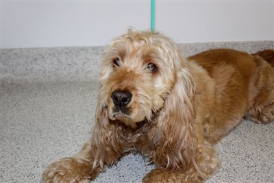 Study reveals differing electrolyte measurements between point-of-care and reference analysers in dogs with hypoadrenocorticism