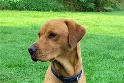 New study gives insight into hepatobiliary disease in dogs