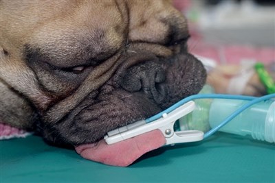 Antacids may help brachycephalic dogs undergoing surgery